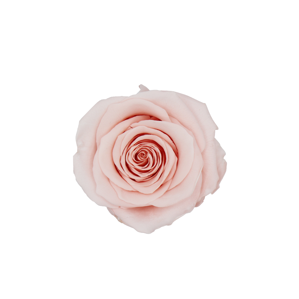 Rose Nude